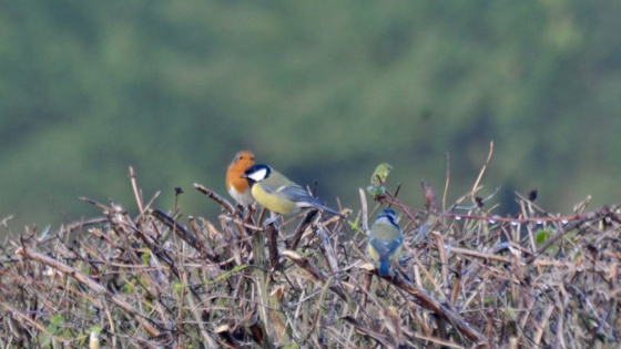 birds on hedge