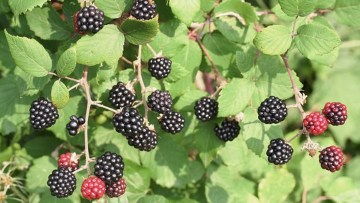 Blackberries
