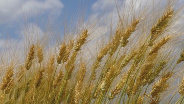 Winter Durum Wheat