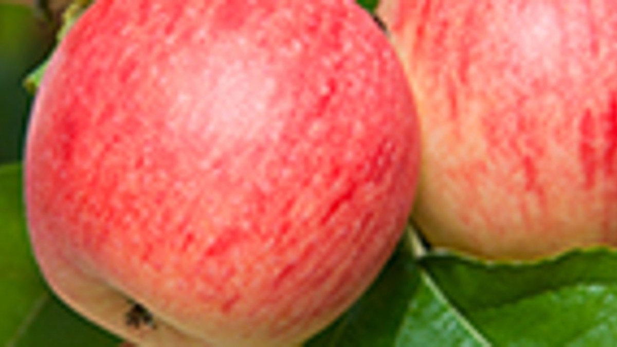 Regalis® Plus
