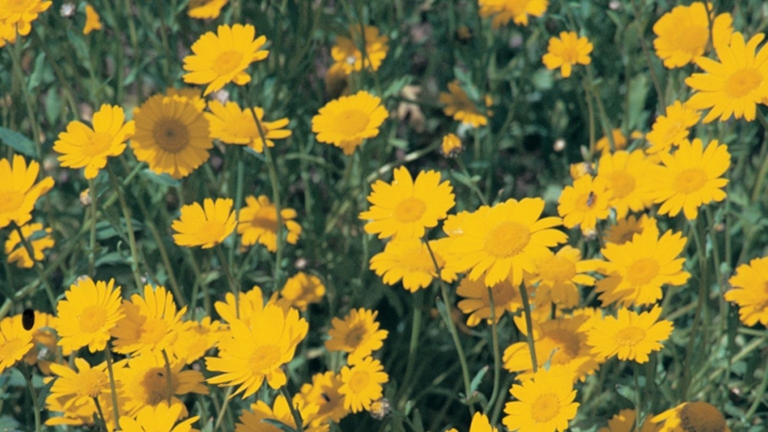 Corn Marigold BASF Agricultural Solutions UK