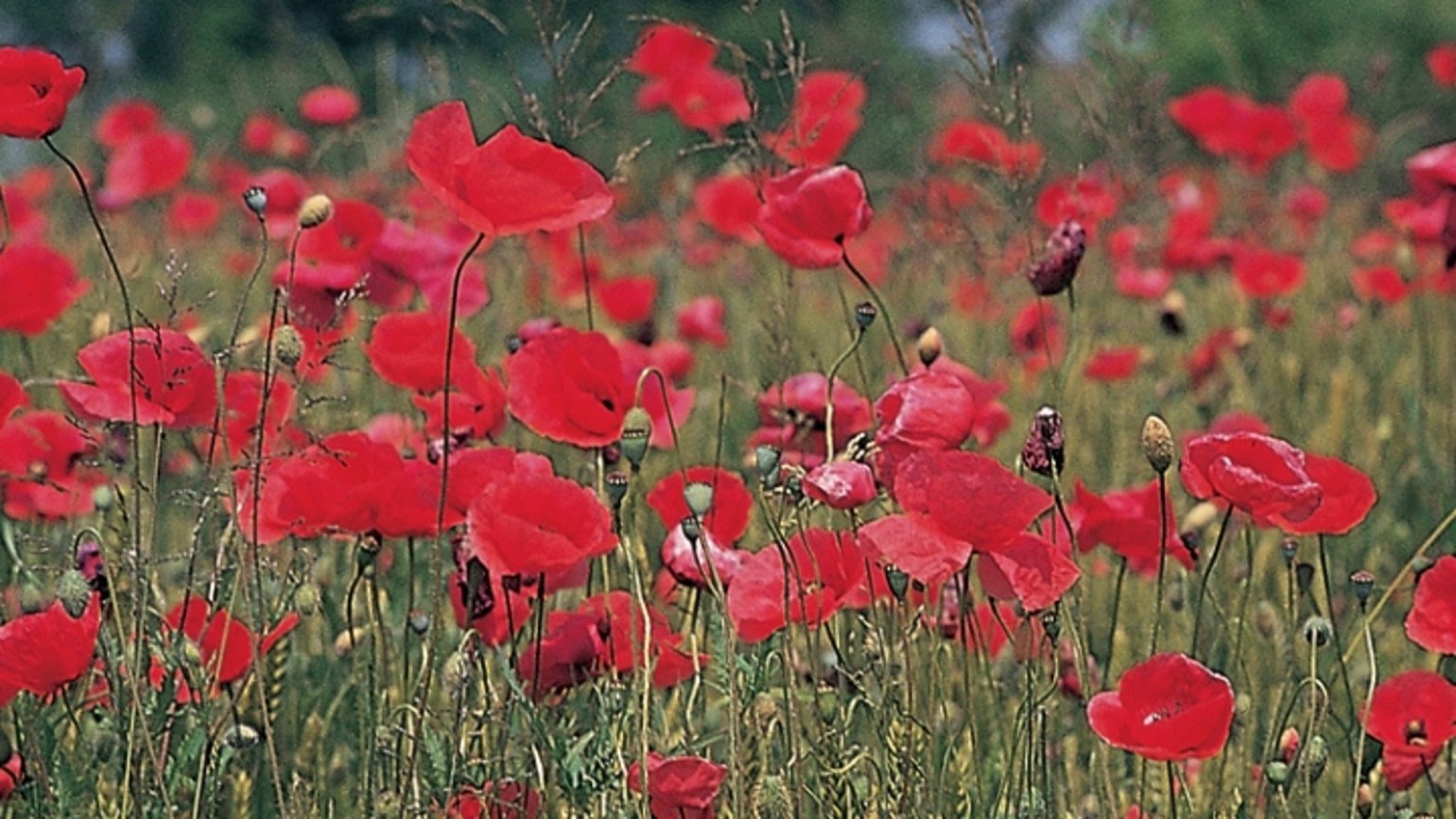 Common Poppy - BASF Agricultural Solutions UK