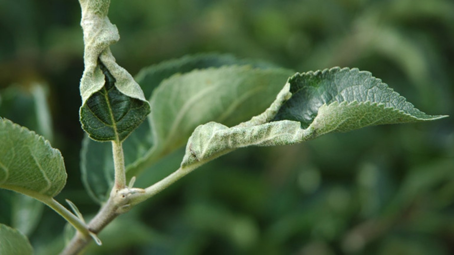 Powdery Mildew of Apple BASF Agricultural Solutions UK