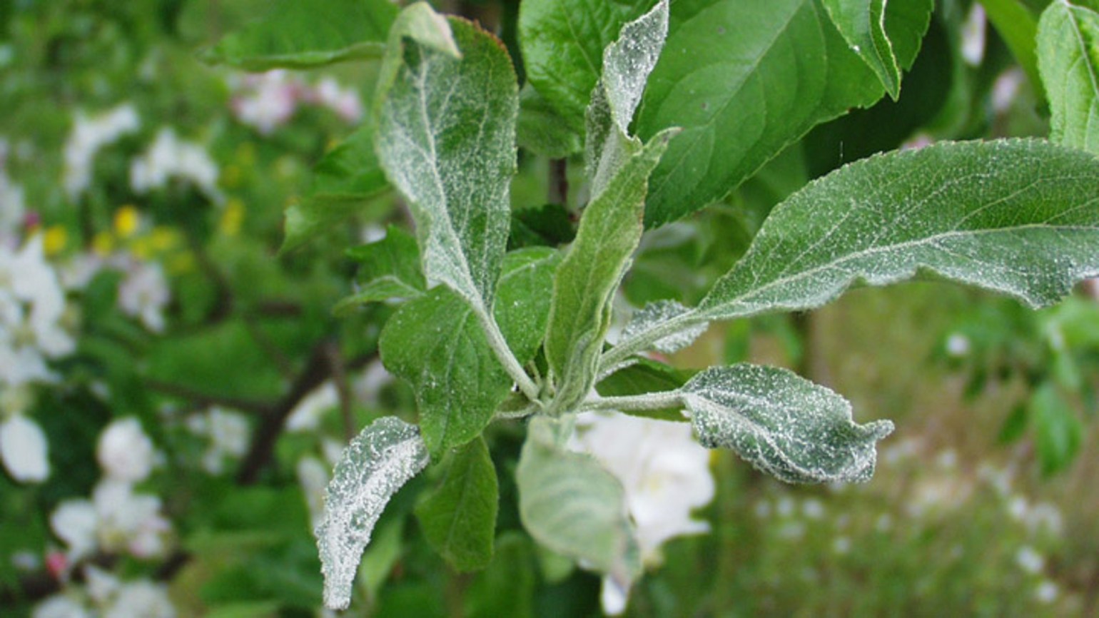 Powdery Mildew of Apple BASF Agricultural Solutions UK